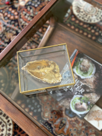 Blad gouden oester in messing kistje