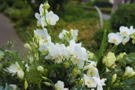 Rouwtak met orchideeën
