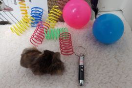 Kitten pakket Large (voorbeeld)