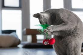 Petstages gebitsverzorging - Dental Cherries met catnip