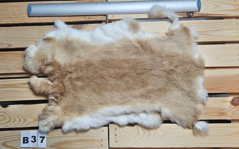 Konijnenvacht - 100% NATUURLIJK - licht bruin gemarmerde kleur