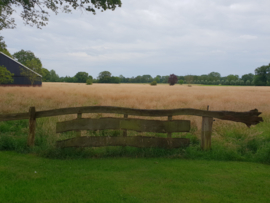 Gedisseld eiken wringhek 6 mtr.