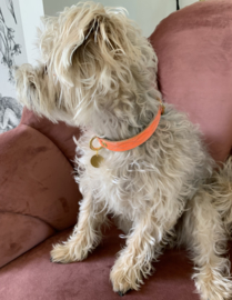HONDENHALSBAND NEON ORANJE  🧡