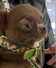 COLLIER EMMÈNE-MOI AU BRÉSIL |  COLLIER EN CUIR ARTISANAL  POUR CHIEN