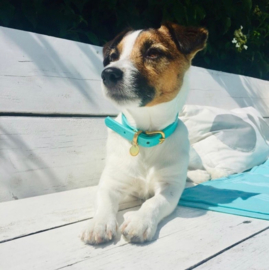 TURQUOISE  LEATHER DOG COLLAR  | TURQUOISE