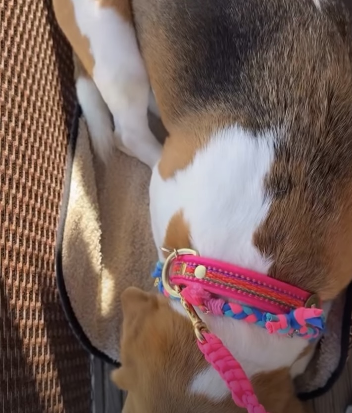 ROSA PERU HALSBAND