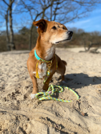 TAKE ME TO LA | BOHO LEATHER DOG COLLAR