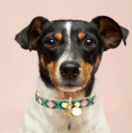 PAPAYA LEATHER DOG COLLAR