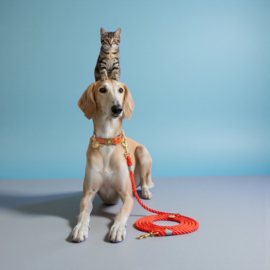 TAU-LEINE HUND ORANGE