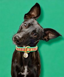 TURQUOISE ORANJE  HALSBAND
