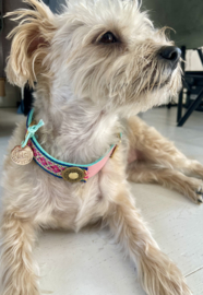 PARIS DESIGNER DOG COLLAR