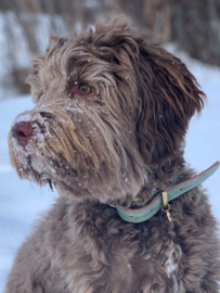 JAPANDI DOG COLLAR  |  LEATHER