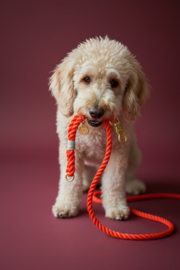 TAU-LEINE HUND ORANGE