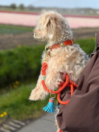 TAU-LEINE HUND ORANGE
