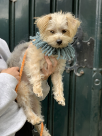 HIPPIE DOG SNOOD 100% WOOL | PEACOCK BLUE