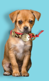 COLLIER POUR CHIEN ROUGE ET LEOPARD