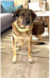 NEON YELLOW FRINGE | LEATHER DOG COLLAR