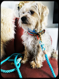 TURQUOISE COTTON LEASH