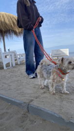 TAU-LEINE HUND ORANGE