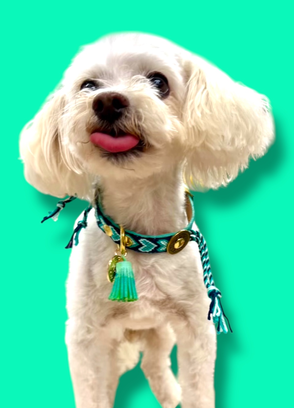 BEBÉ COLLARES