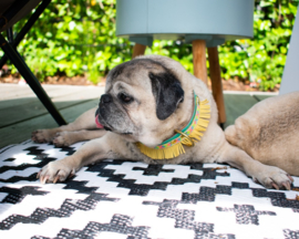 NEON YELLOW FRINGE | LEATHER DOG COLLAR