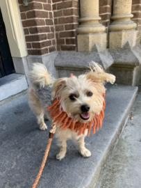 TOUR DE COU FOULARD POUR CHIEN | TERRE | LAINE