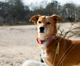 COLLIER POUR CHIEN EN CUIR LES FLEURES