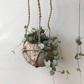 Cocosnut hanger klein