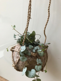 Cocosnut hanger klein