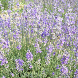 Getrocknete Lavendelblüten 12 g