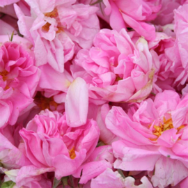 Getrocknete Rosenblüten 10 g