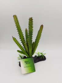 RT Terrarium plant Simple Cactus