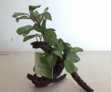 RepTech Terrarium Plant Ficus S