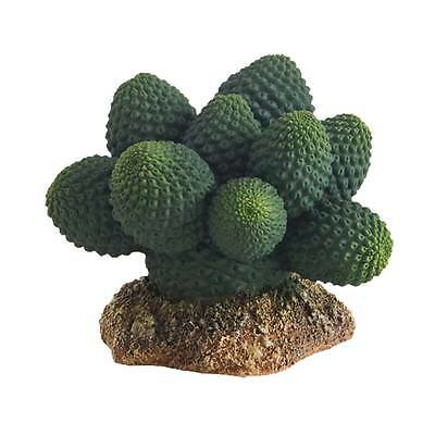 Kaktus Atacamma, Höhe 7 cm