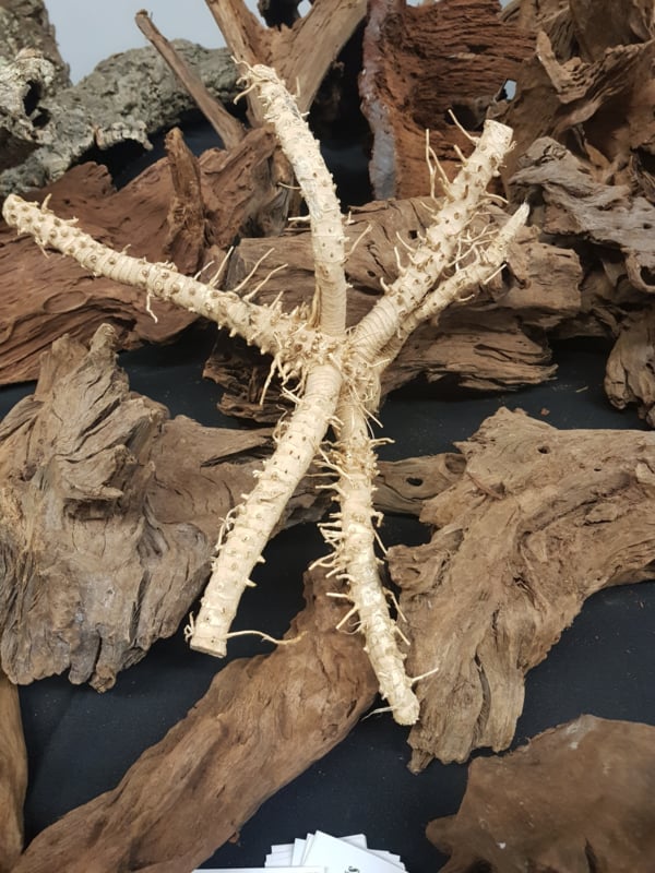 Indian spine hairy  35-45 cm