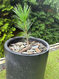 Zirbe boom - 20 tot 25 cm april 2026 nieuwe bestelronde