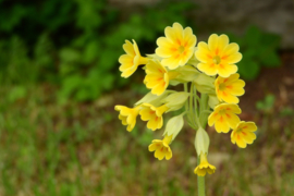 Sleutelbloem zeep - symbool voor de lente