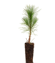 Zirbe boom - 20 tot 25 cm april 2026 nieuwe bestelronde