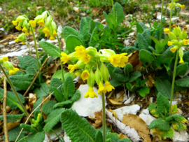 Sleutelbloem zeep - symbool voor de lente