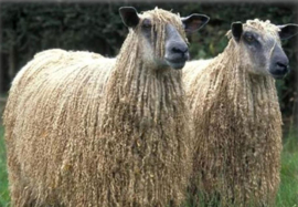 Wensleydale longwool -  gesorteerd en gekamd - 10 gram