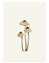 postkaart | Melksteelmycena