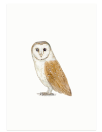 postcard | Barn owl