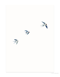 postkaart | Vliegende boerenzwaluwen