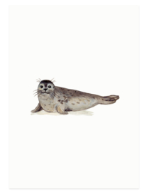 postcard | Common seal