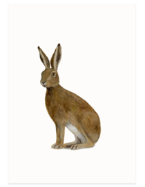 postcard | Hare