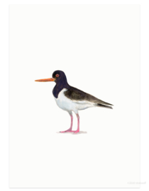 postcard | Oyster catcher