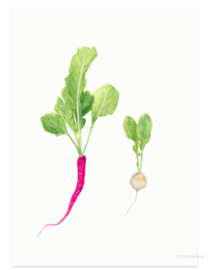 postcard | Radish