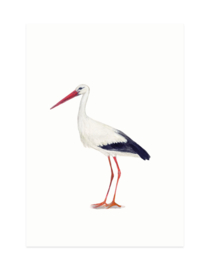 mini card | Stork (A7)