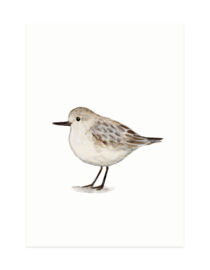 mini card | Sanderling (A7)