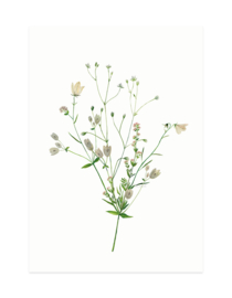 mini card | Nordic flowers